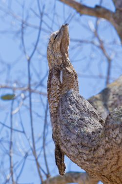 great-potoo-3