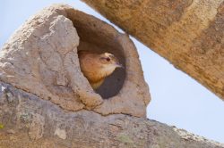 rufous-hornero-2