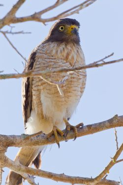 roadside-hawk-2