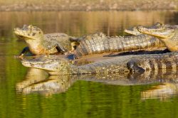 yacare-caiman-or-jacare-3