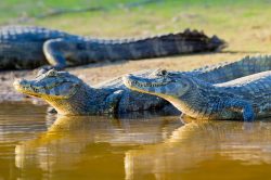 yacare-caiman-or-jacare-4