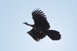 black-fronted-piping-guan