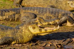 yacare-caiman-or-jacare-6