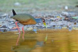grey-necked-wood-rail-2