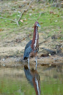 rufescent-tiger-heron