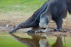 giant-anteater-2