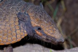 yellow-armadillo