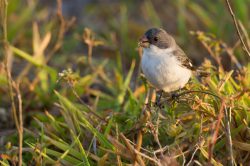 white-bellied-seedeater