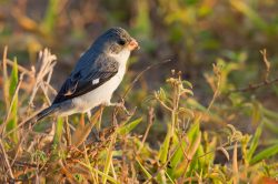 white-bellied-seedeater-2