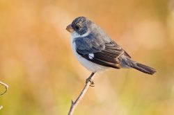 white-bellied-seedeater-3