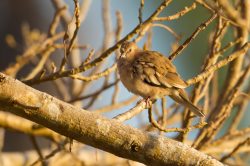 picui-ground-dove