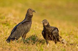 black-vulture