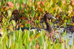 muscovy-duck
