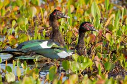 muscovy-duck-2