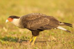 southern-caracara