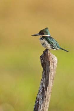 amazon-kingfisher-3