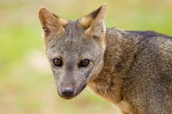 crab-eating-fox