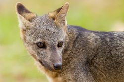 crab-eating-fox-2