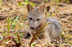 crab-eating-fox-3