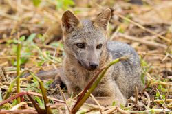 crab-eating-fox-4
