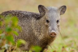 collared-peccary-2