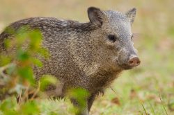 collared-peccary-3