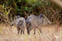 collared-peccary-4