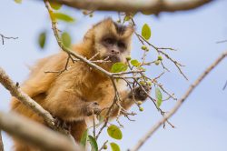 brown-capuchin-2