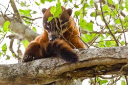 coati-2