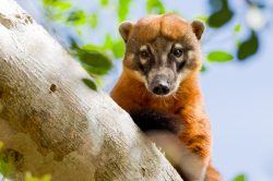 coati-4
