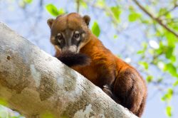 coati-5