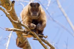 brown-capuchin-3