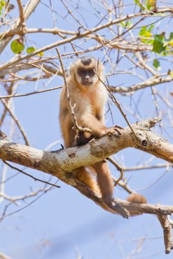 brown-capuchin-4