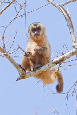brown-capuchin-5