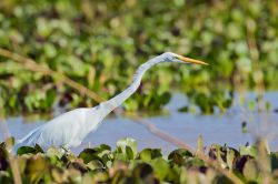 great-egret