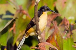 black-capped-donacobius-2