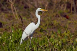 great-egret-2