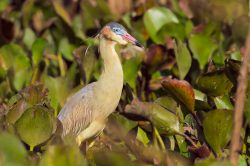 whistling-heron-2