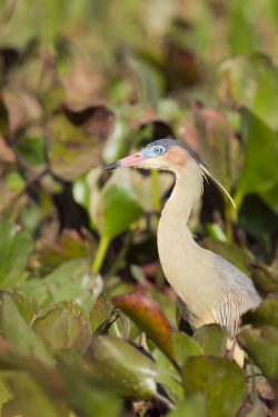 whistling-heron-3