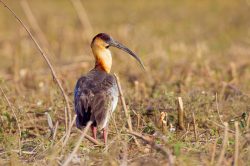 buff-necked-ibis