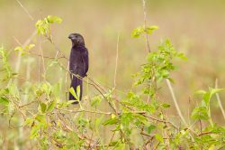 smooth-billed-ani