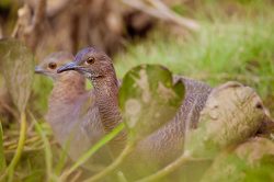 undulated-tinamou-2