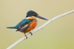 american-pygmy-kingfisher-4
