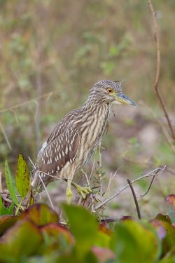 black-crowned-night-heron-2