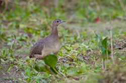 undulated-tinamou-3