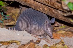 nine-banded-armadillo