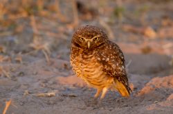 burrowing-owl-4