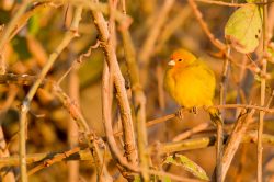 saffron-finch-3