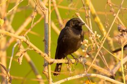 shiny-cowbird-3