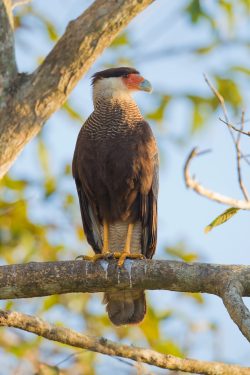 southern-caracara-2